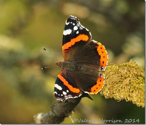 40-red-admiral