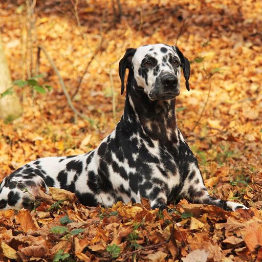 Hd-186053-ascw186053