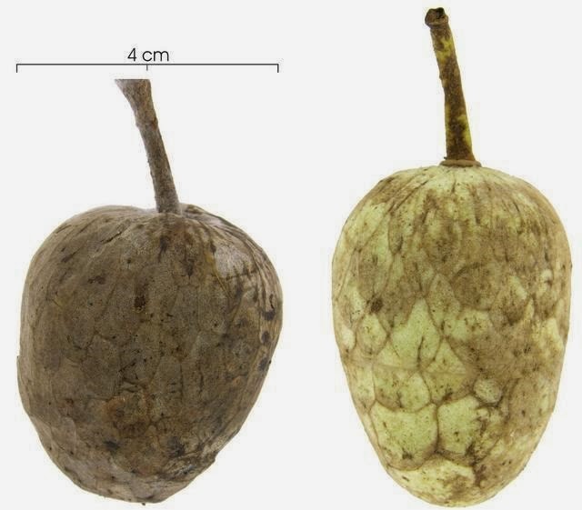 [Annona%2520hayesii%2520fruit%255B3%255D.jpg]