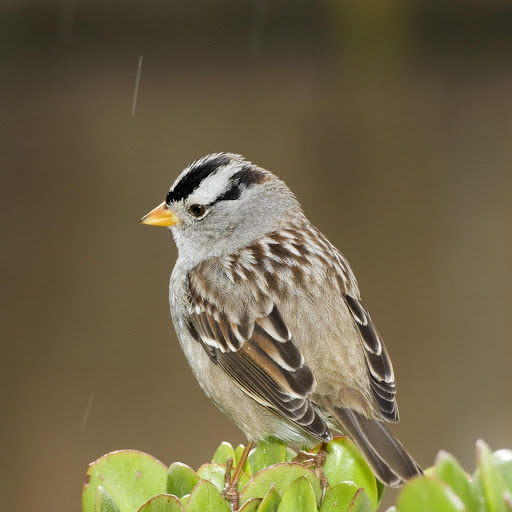 Hd-178918-ascw178918