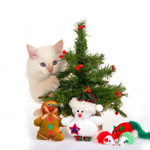 Hd-142205-ascw142205