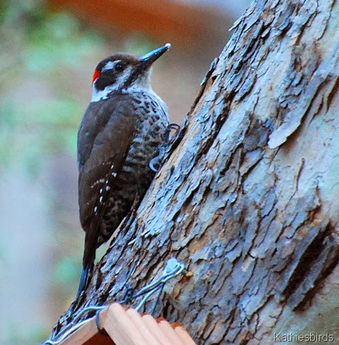 10. az woodpecker-kab
