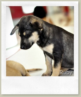 mourning_doggy_1