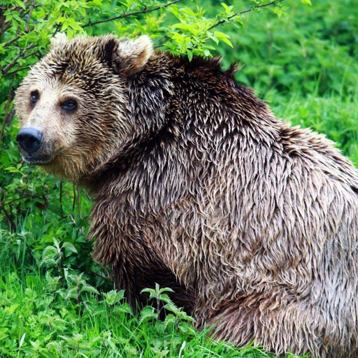 Hd-143013-ascw143013