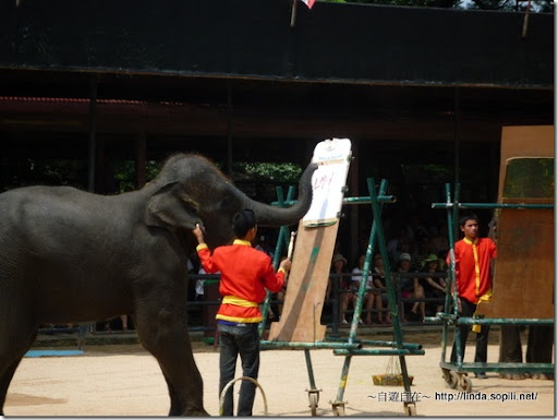 泰國東芭樂園-大象畫畫