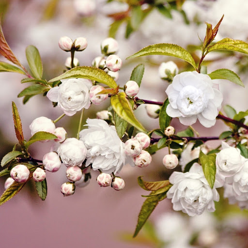 Hd-142101-ascw142101