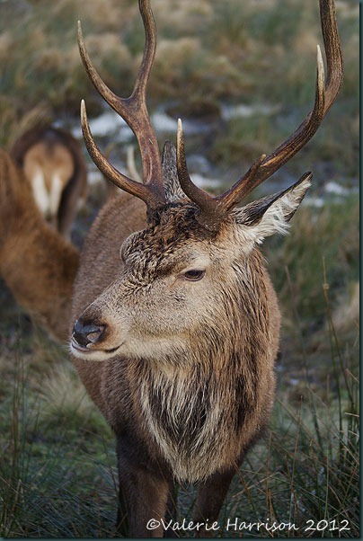 26-red-deer