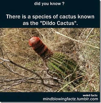 dildo cactus