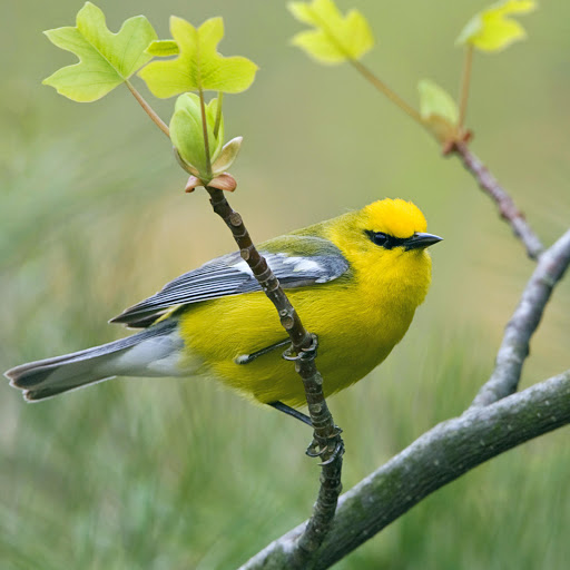 Hd-178214-ascw178214