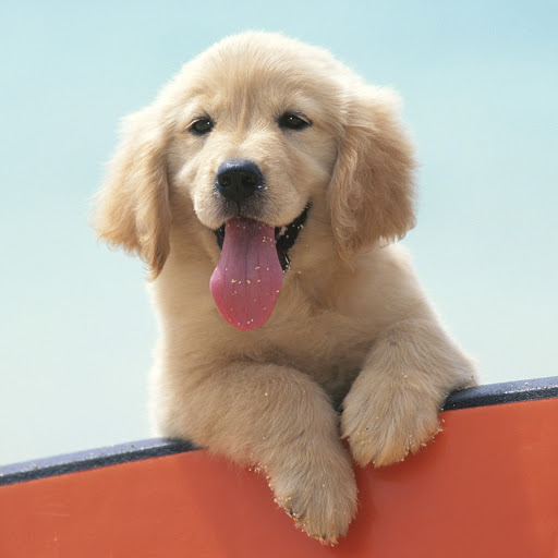 Hd-170480-ascw170480