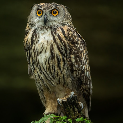 Hd-180610-ascw180610