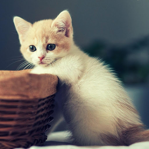 Hd-181247-ascw181247