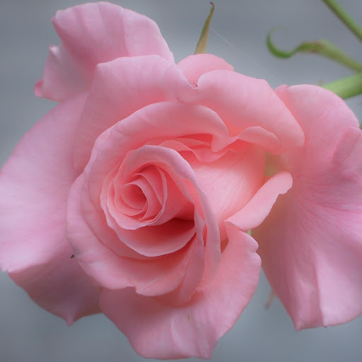 Hd-177101-ascw177101