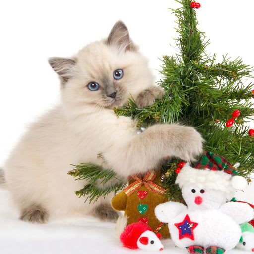 Hd-141820-ascw141820