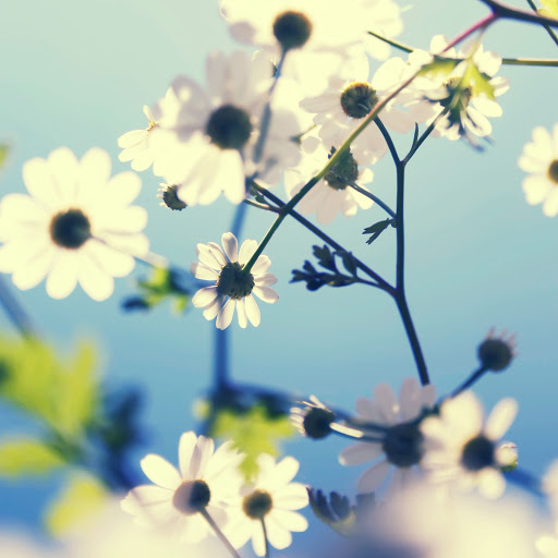 Hd-170660-ascw170660