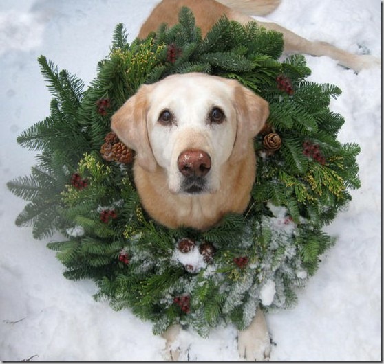 perro gorritos navidad (18)