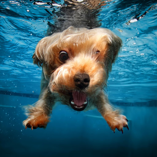 Hd-177061-ascw177061