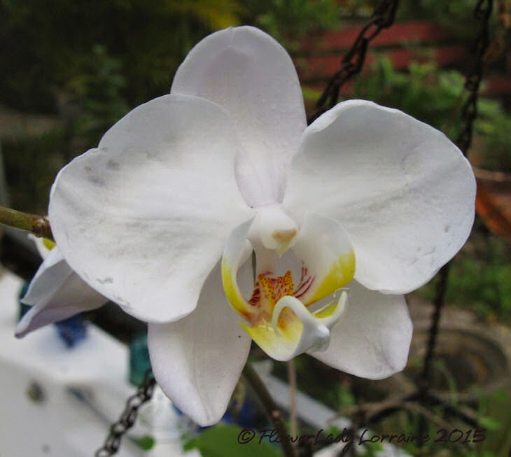 [03-16-orchid-nj%255B4%255D.jpg]