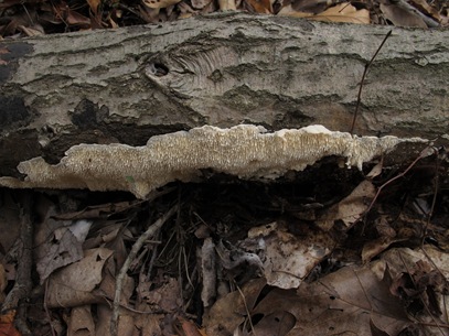 Irpex lacteus under log