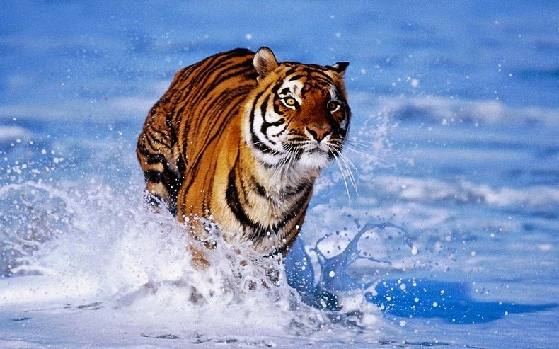 bengal-tiger-3
