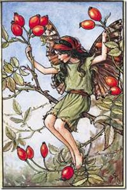 rosehip fairy