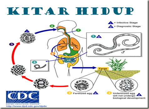 KOLEKSI TUGASAN: PARASITOLOGI-ASCARIS LUMBRICOIDES