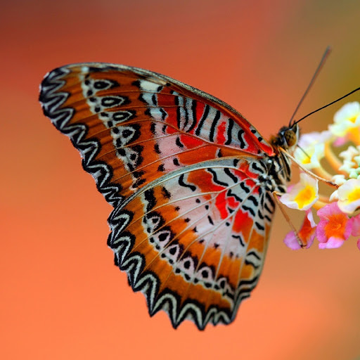 Hd-180136-ascw180136