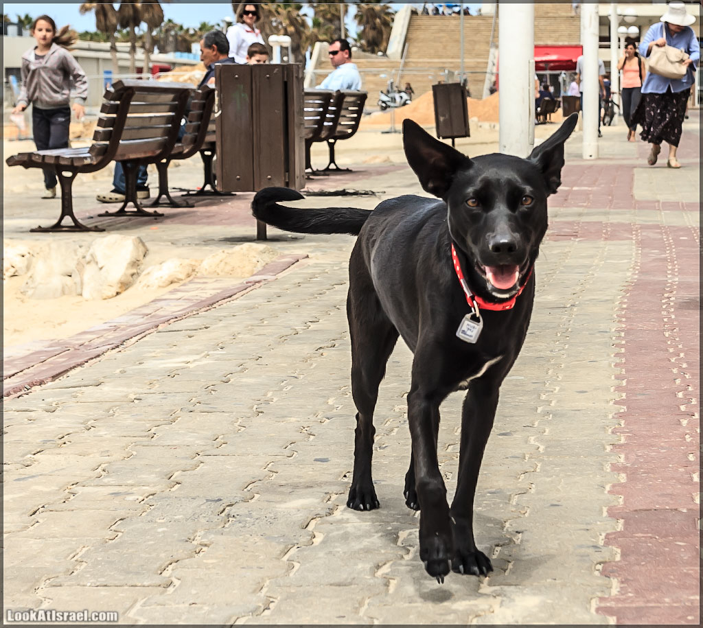 LookAtIsrael.com - Фото путешествия по Израилю | Портреты собак Тель Авива