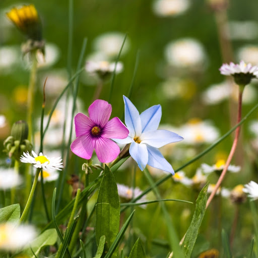 Hd-144315-ascw144315