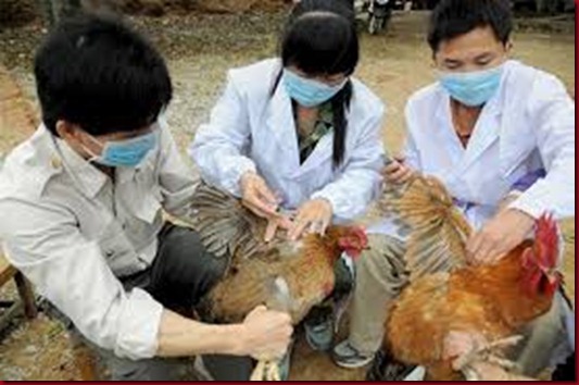  Nyawa Di China ini menjadi perhatian Cukup Banyak dari Para Pemerhati kesehatan asia Virus H7N9 Flu Burung Renggut 9 Nyawa Di China