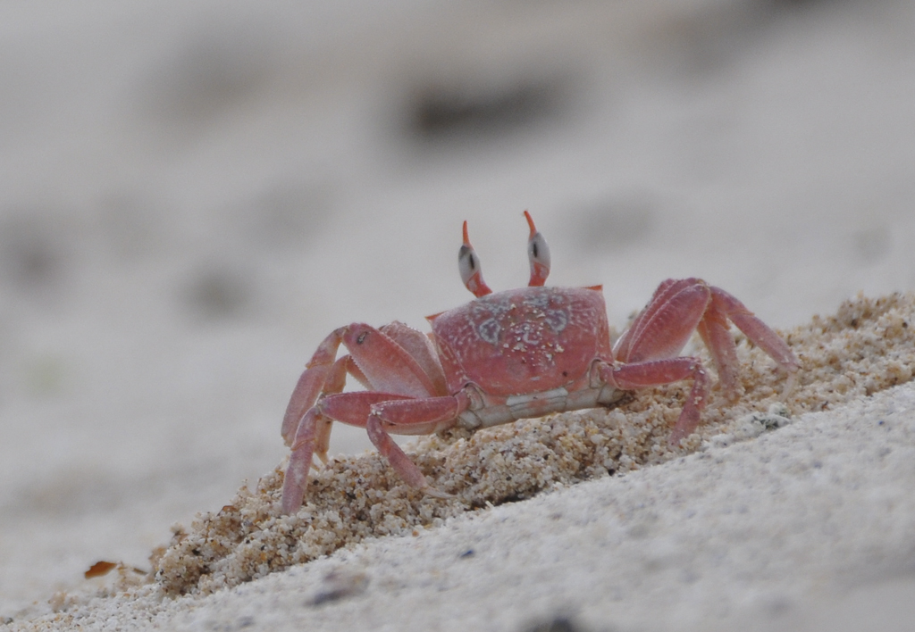 Galapagos Ghost Crab
