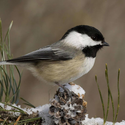 Hd-178000-ascw178000