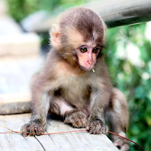 Hd-137463-ascw137463