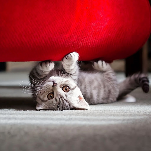 Hd-169108-ascw169108