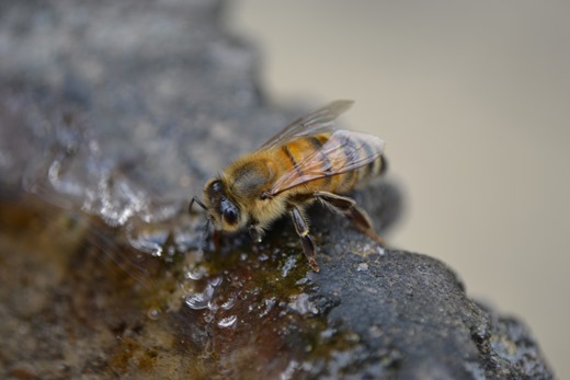 Bee - Buckfast honey bee - sipping water - close-up