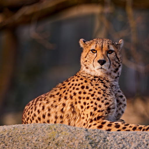 Hd-152810-ascw152810