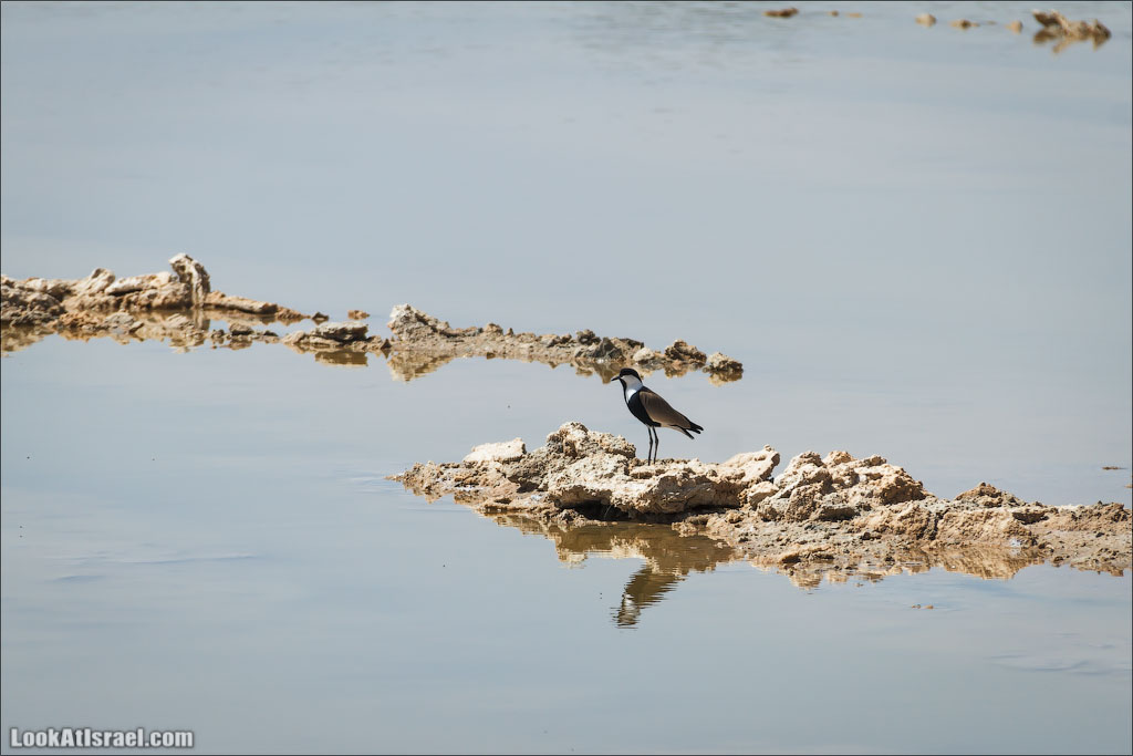 LookAtIsrael.com: Фото-блог о путешествиях по Израилю. Тель Авив, Иерусалим, Хайфа 