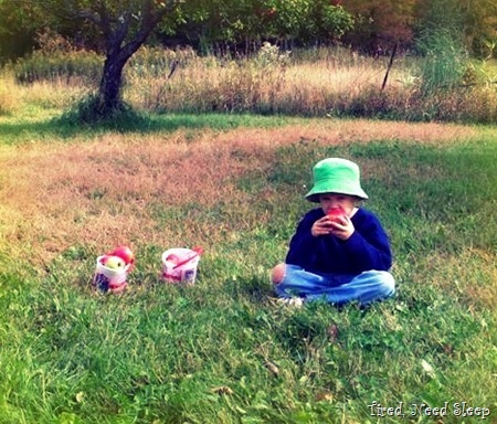 M eating an apple right in the middle of the orchard