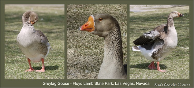 Greylag Goose Triptych