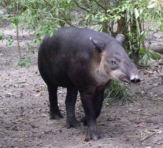 [tapirdeBaird3.jpg]