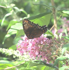 butterfly bush pink w butterfly1. 8.10.13