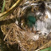 Dunnock (hedge sparrow)