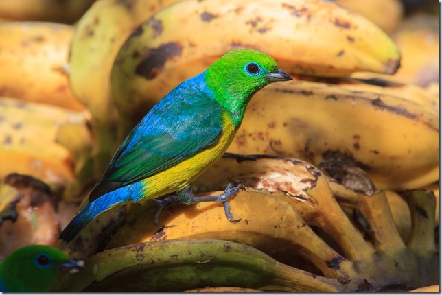 Blue-naped_Chlorophonia-1