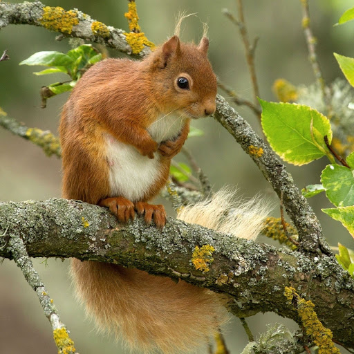 Hd-156030-ascw156030