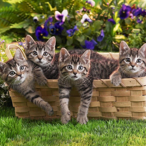 Hd-185221-ascw185221