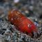 Tiny Red Shrimp