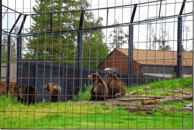 08-06-14 Grizzly and Wolf Discovery Center (216)