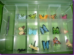 butterflies 012