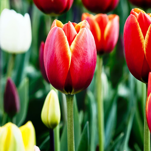 Hd-168244-ascw168244