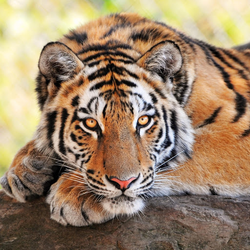 Hd-175224-ascw175224